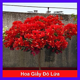 Cây Hoa Giấy Đỏ Lửa - cây cảnh để bàn + tặng phân bón cho cây