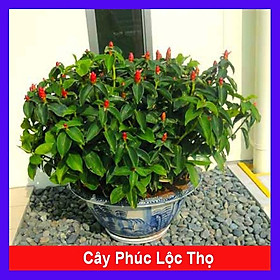 Cây Phúc Lộc Thọ - cây tử vi phong thủy mang lại tài lộc