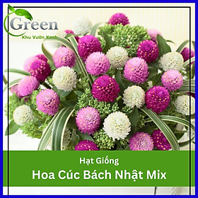 Hạt Giống Hoa Cúc Bách Nhật Cúc Nút Áo Nhiều Màu Mix