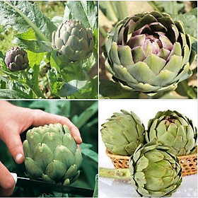 Hạt Giống Cây Atiso Xanh F1 5 hạt/gói ( tặng kèm 3 viên nén kích ươm hạt giống)