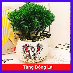  Tùng bồng lai ( ảnh thật số 2)