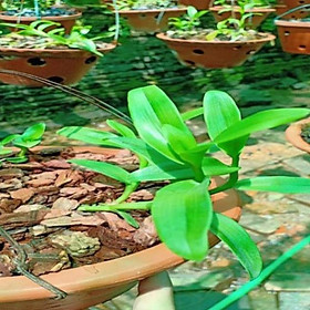 Mua Sản Phẩm Hoa phong lan phi điệp - 6 mắt thái  bình( cây cao 15cm ) ( hàng cắt kie )