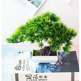 Mua Chậu Cây Thông Xanh Bonsai Giả Để Bàn  trang trí kệ treo tường  giá sách  decor