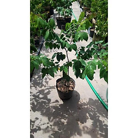 Mua Cây giống khế chua