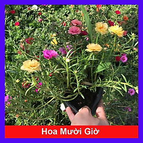 Cây hoa mười giờ - Cây cảnh trang trí + Tặng phân bón cho cây mau lớn