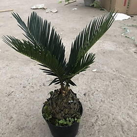 Mua Cây vạn tuế mini  chiều cao cây 25-30cm lá cực đẹp thân to dễ chăm sóc  thích hợp trang trí cảnh quan nội thất nhà cửa