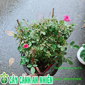 Mua Hoa Hồng Tiểu Muội