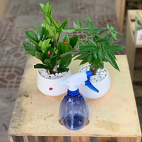 Combo: cây Kim Tiền, cây Kim Ngân, bình tưới cây