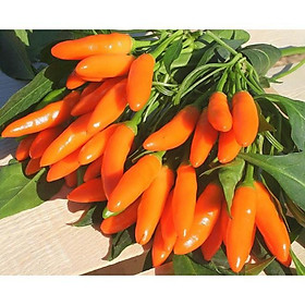 Mua Hạt Giống Ớt Cam Siêu Cay Nhập Khẩu Thái Lan - 1 gói 1gram
