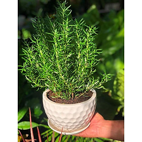 Mua Chậu Sứ cây Hương Thảo