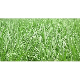 Hạt cỏ chăn nuôi II 500g