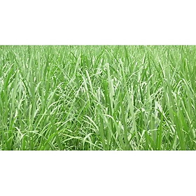 Hạt cỏ chăn nuôi MULATO II 500g