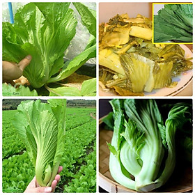 Mua Cải Bẹ Dưa Cao Sản - Nảy Mầm Cực Chuẩn