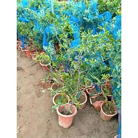 Mua Cây Hồng Táo  Táo Đỏ Tân Cương Cao 1m  Đang Cho Hoa