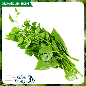 Rau mồng tơi 1kg - Giao nhanh 3h