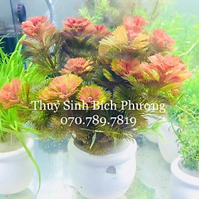RONG LA HÁN ĐỎ- Cây thủy sinh trang trí bể vá