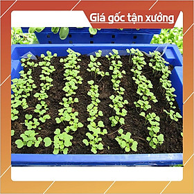 20Gr Hạt Giống Cải Bẹ vàng (Hàng Loại 1)