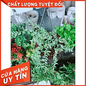 Chậu cây lá tim cẩm thạch Nhiều Người Mua