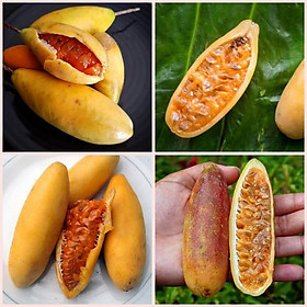 Hạt Giống Chanh Dây Leo Chuối Banana Nam Mỹ ruột vàng trái dài
