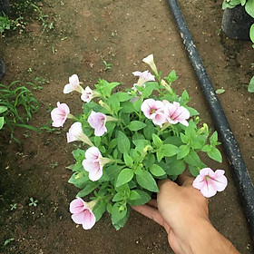 Mua Cây hoa dạ yến thảo rủ chuẩn F1 trồng trong bịch đen (như hình)