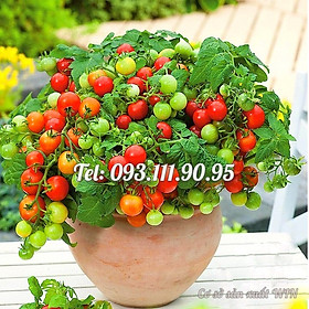 Hạt giống cây cà chua mini siêu trái - Hạt giống cây cà chua cảnh cho trái quanh năm - Trồng được trong nhà và ngoài trời - Bịch 10 hạt - Mã số 1250