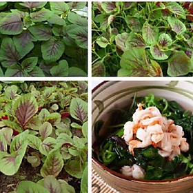 Combo 3 gói hạt giống rau dền khoang cao sản