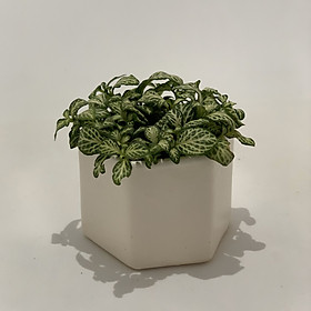 Chậu Sứ - 6x6x6 Cm - Mầu Trắng – Dáng Lục Giác - Chậu Gốm Bát Tràng Trồng Cây Mini Để Bàn, Sen Đá, Xương Rồng, Cây Cẩm Nhung (Fittonia, May Mắn) & Tiểu Cảnh Terrarium