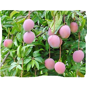 Cây xoài úc quả bụ, cây XOÀI ÚC ghép, cây giống to khỏe, bầu lớn gửi đi nguyên bầu
