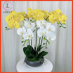 Mua Chậu lan giả  chậu lan hồ điệp cao 60cm tán tròn 360 độ trang trí nhà cửa  cửa hàng  văn phòng