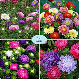 Mua Hạt Giống Hoa Cúc Magic (tặng kèm phân)
