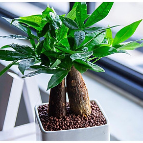 Cây để bàn kim ngân 2 củ to khỏe