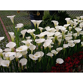 Combo 3 CỦ GIỐNG HOA RUM TRẮNG CỰC ĐẸP, hoặc mixx đủ màu tùy chọn CỦ XỊN - CGHRT