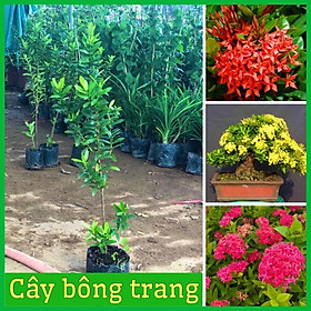 Cây bông trang màu hồng , đỏ ,vàng giao ngẫu nhiên