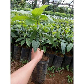 CÂY GIỐNG BƠ SÁP BOOTH 7 SIÊU NGON SIÊU QUẢ- CAM KÊT GIỐNG CHUẨN F1