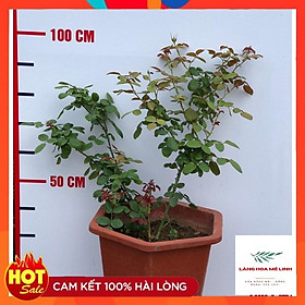 Hoa hồng ngoại Rouge Royal – Bông hồng mang nét đẹp của sự bền bỉ, sai hoa, giữ fom