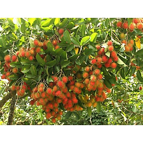 Mua Cây Giống Chôm Chôm Thái Ra TRái Siêu Sơm ( cây siêu sớm có bảo hành)