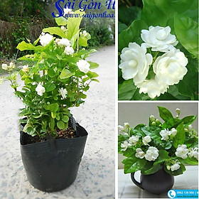 Mua CÂY HOA NHÀI- HOA LÀI TA SIÊU ĐẸP  THƠM MÁT (ẢNH THẬT)