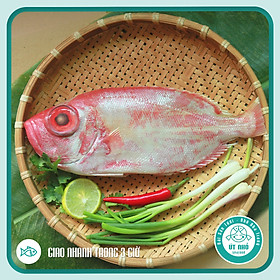CÁ SƠN THÓC NGUYÊN CON (HẢI SẢN ĐẶC BIỆT TỪ VÙNG BIỂN NHA TRANG) (Mỗi con từ 550-650gr - Đã làm sạch ruột)