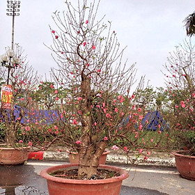 Cây hoa Đào Tết mẫu số 018