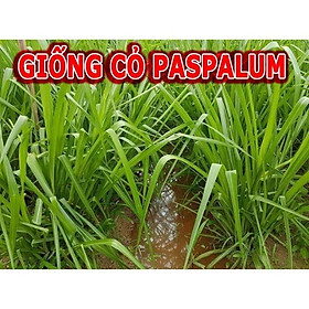 Hạt giống cỏ paspalum chịu ngập 1kg