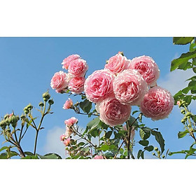 Mua (PHẠM GIA FARM) Hoa hồng leo các màu đẹp dễ trồng đang mầm 20 ngày  cho hoa
