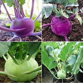 Combo 4 gói su hào - 2 gói su hào tím và 2 gói su hao xanh ,hạt giống tốt