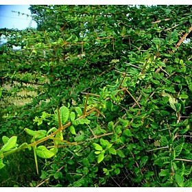 Cây găng nếp làm thạch - cây giống