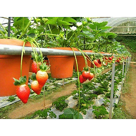 Mua Combo 2 Cây Giống Dâu Tây