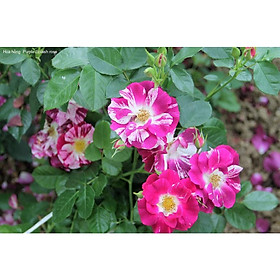 Hoa hồng leo ngoại cánh đơn Purple Splash - cây to, lớn trưởng thành