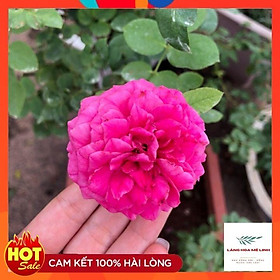 Hoa hồng ngoại Pas De Deux- Loài hoa kiêu sa đến từ Pháp được săn lùng nhiều nhất hiện nay.