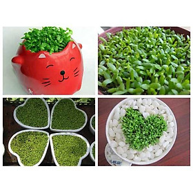 Hạt Giống Cỏ May Mắn luckyseed Lucky mini grass, Hạt thanh Long dễ trồng