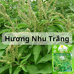 Mua Hạt Giống Hương Nhu Trắng - Hương Nhu 4 Mùa - Gói 1Gr