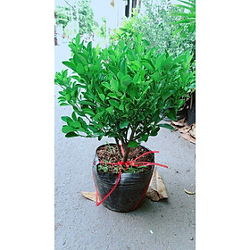 Mua Cây Tắc Cho Sai Trái
