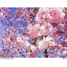 Mua Com bo 10 cây giống hoa anh đào cành kép & đơn đủ màu